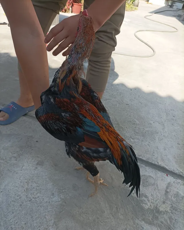 Xoriz sotiladi kg 3.5 3