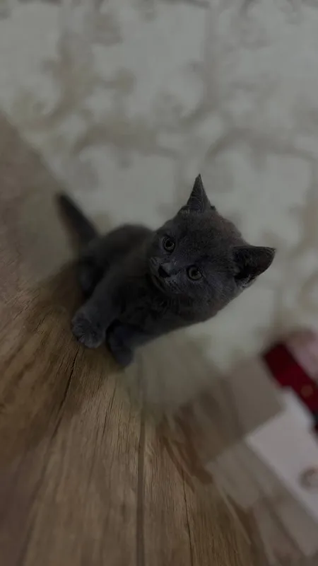 Scottish strayt va  Scottish fold mushuklar — фото 1