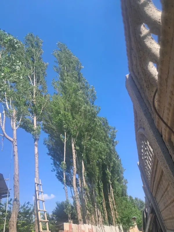 Терак сотилад, кимга керак булса керакли размирда кесиб бераман. Нар — фото 1