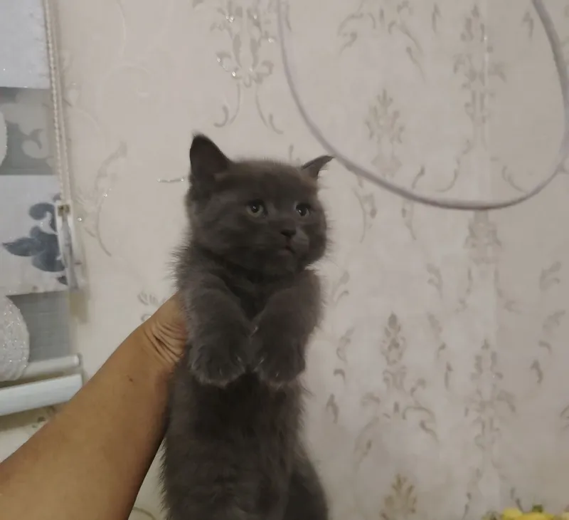 Кошки продаются недорого 4