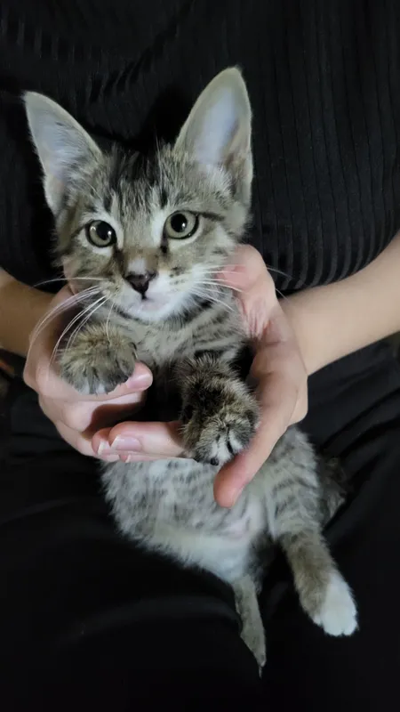 Отдам котёнка в хорошие руки мальчик