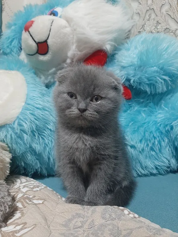 Ўғил скоттиш фолд — фото 3