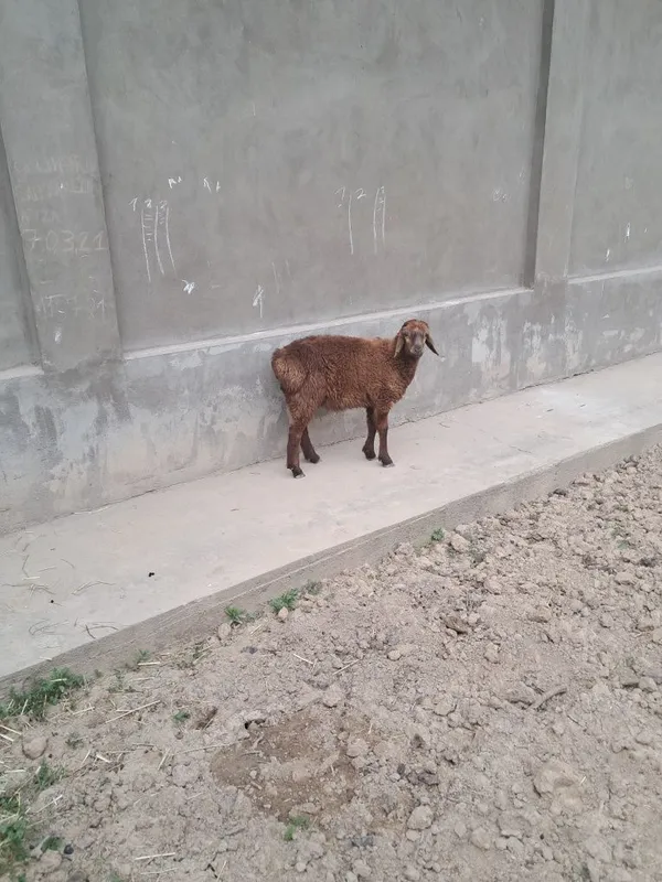 Sirochna qochqor sotiladi