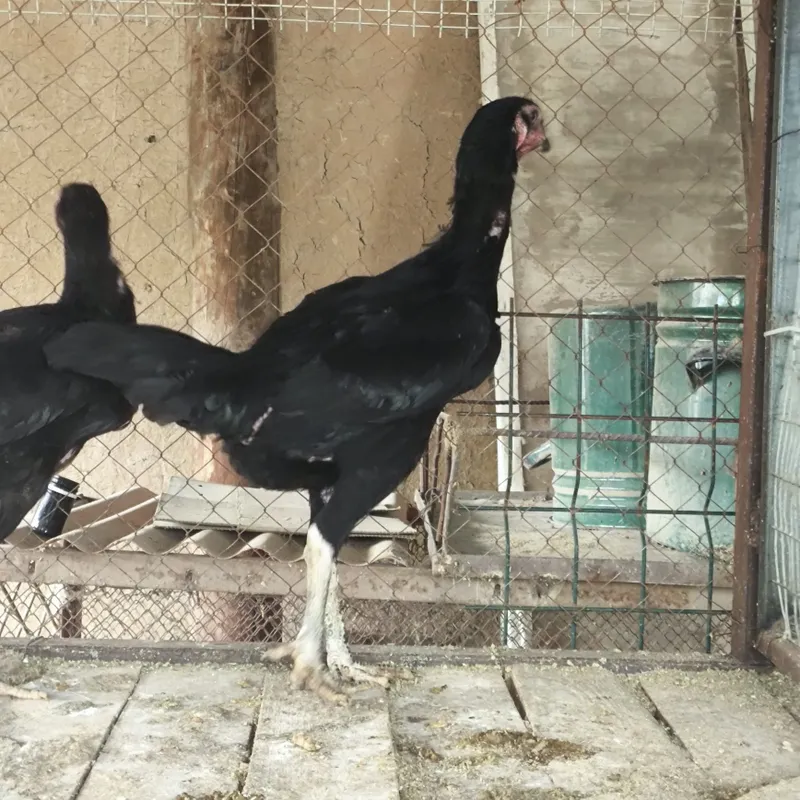 Dakan tovuqlar . 3