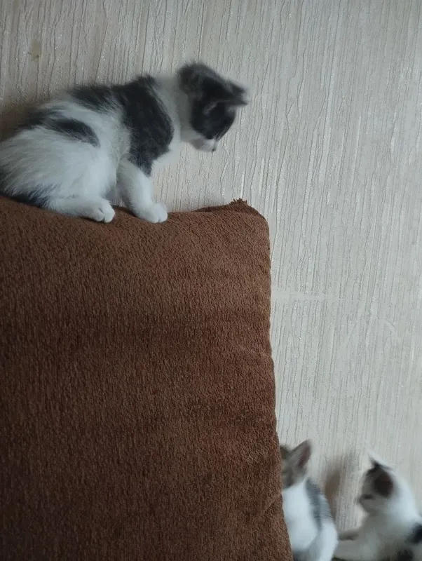 Отдам даром 4котенка,1,5 месяца — фото 4