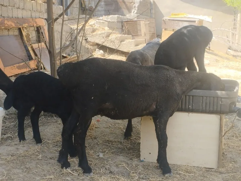 Qoʻylar sotiladi ona bola 2 Qoʻylar sotiladi ona bola 2