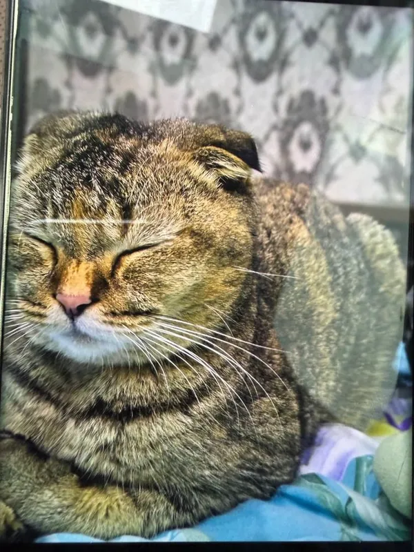 Кошка(скоттиш фолд)