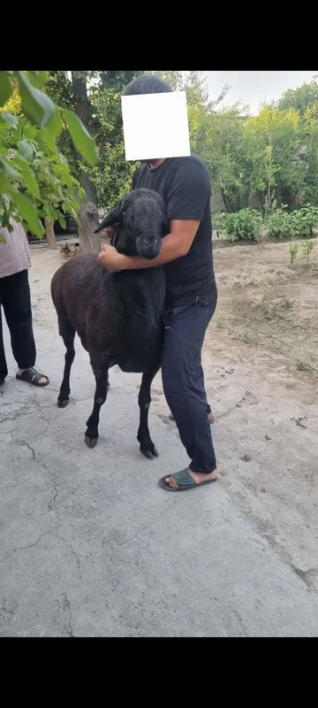 Qo'y sotiladi. zotli 3 Qo'y sotiladi. zotli 3