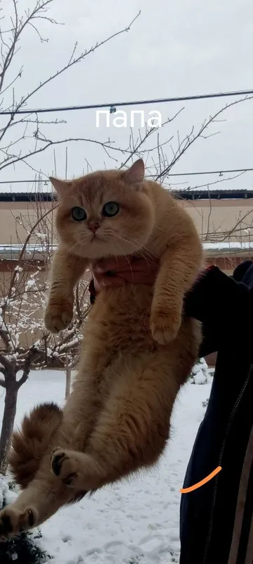 Котята британской шиншиллы — фото 6