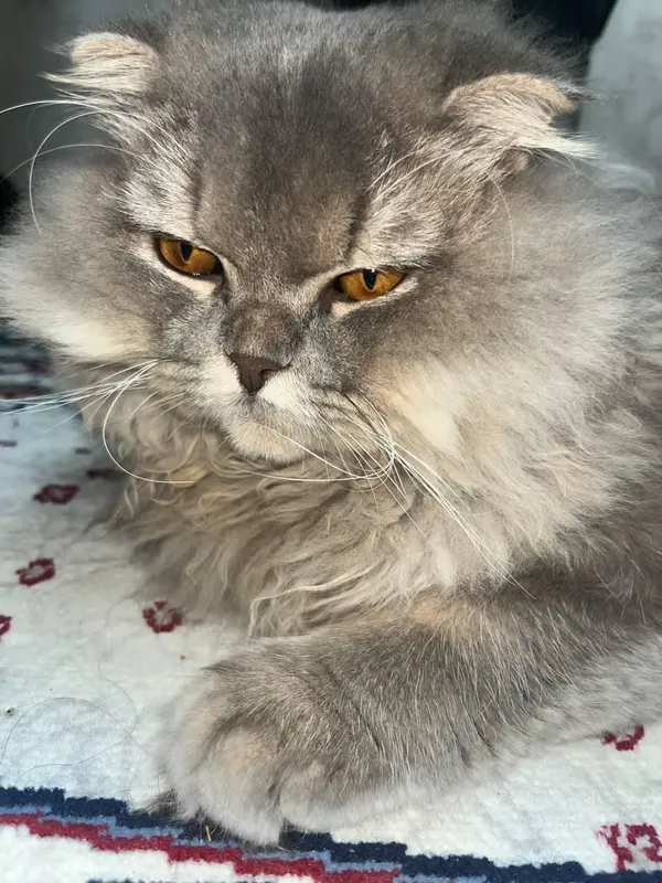 мушук сотилади срочно