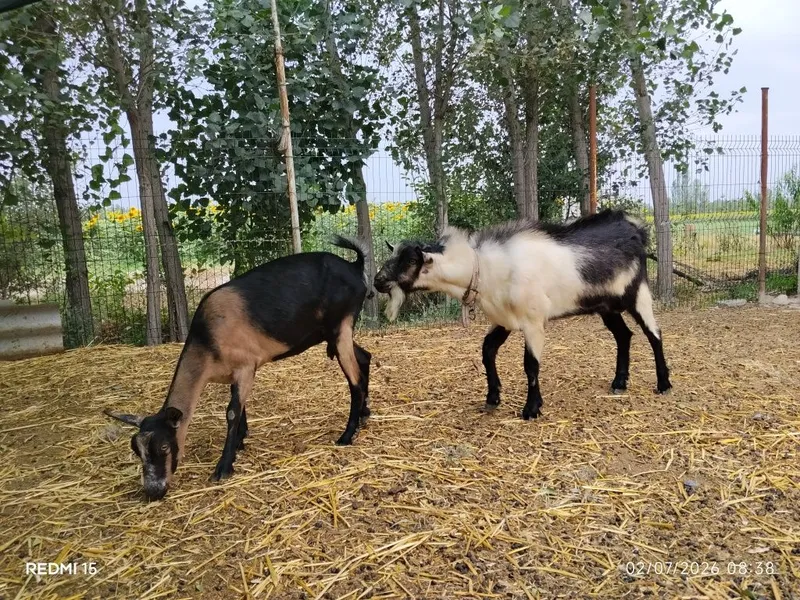 Zotli sutdor echki 2 Zotli sutdor echki 2