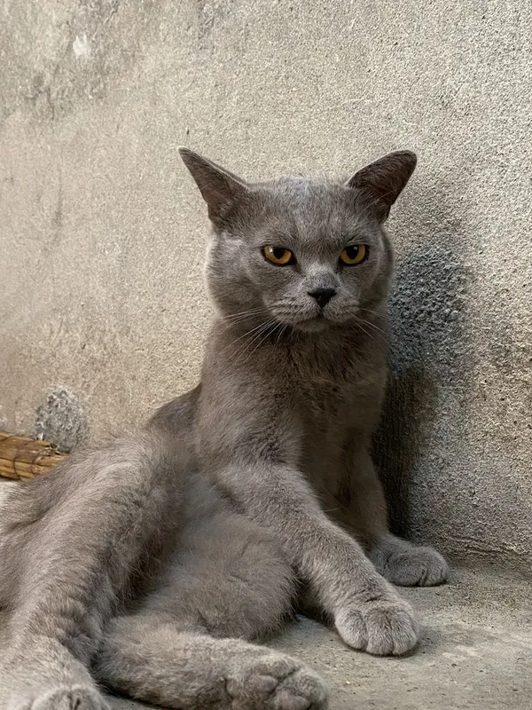 Zotdor mushuk shatlantski aybi yoq jinsi erkak 4 Zotdor mushuk shatlantski aybi yoq jinsi erkak 4