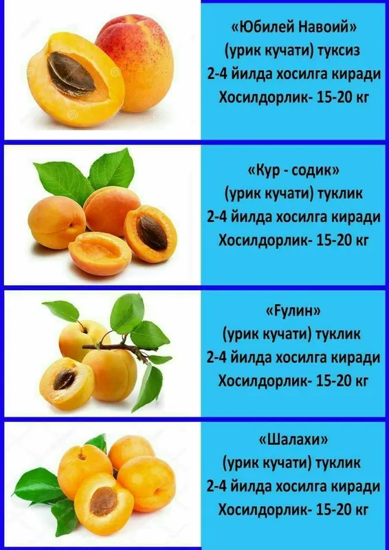 Олма гило шофтоли нок анор анжир урик бодом ёнгок барча мевали дарахт — фото 4