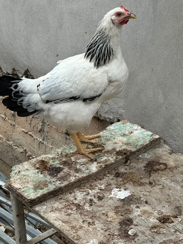 Adler tovuq va xorozlar sotiladi 6