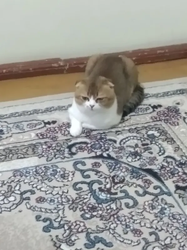 shatlan scottish fold vyazkaga qizlani 500.000 1
