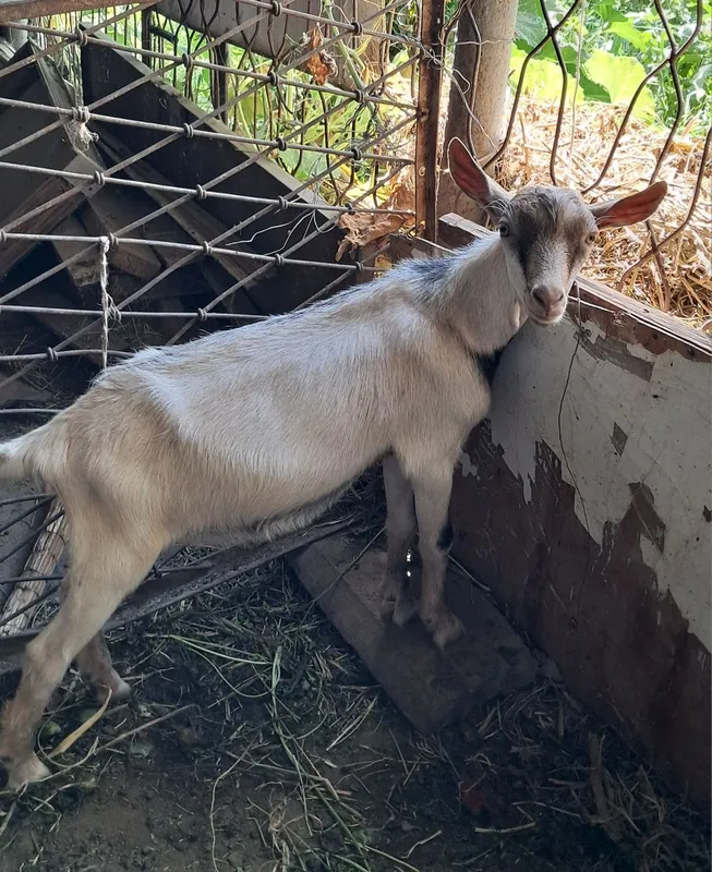 Alpin zanin echki 1