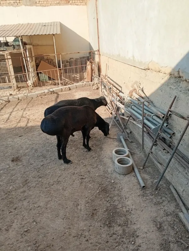 Qoy 2 tasi sotiladi 1 Qoy 2 tasi sotiladi 1