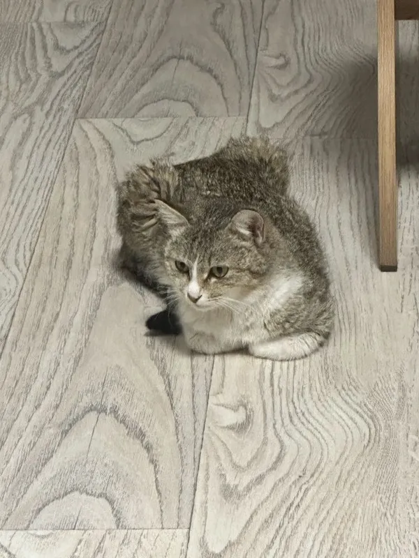 ОТДАЮ котят и их маму, котята на половину шиншила , БЕСПЛАТНО! Bepul! 6 ОТДАЮ котят и их маму, котята на половину шиншила , БЕСПЛАТНО! Bepul! 6