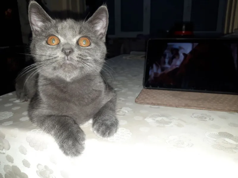 Скоттиш страйт котенок — фото 1