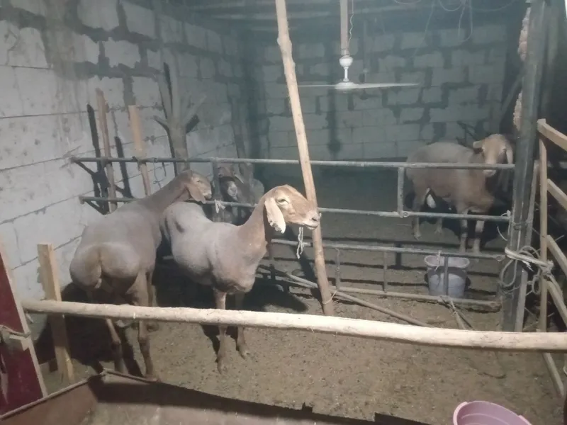 Arashan qo'chqor qo'ylar sotiladi 4