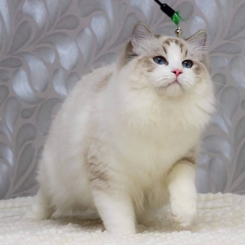 Эксклюзивные Регдоллы 8 Эксклюзивные Регдоллы 8