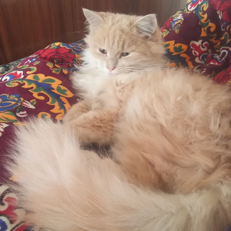 Haqiqiy porno shaxsiy arxiv