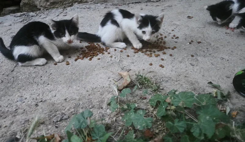 Котята,черно белые 4шт