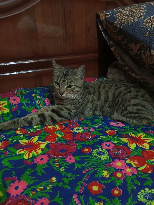 Бенгальская кошка — фото 1