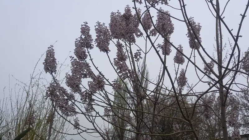 Gul ko'chatlari.