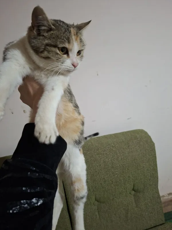 Кошка турецкая ангора — фото 1 Кошка турецкая ангора — фото 1
