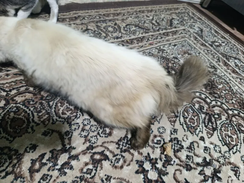 Балинезийской кошка — фото 4
