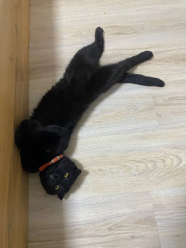 Qora Scottish Fold 2