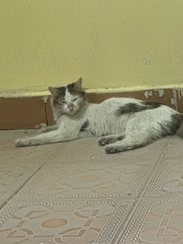 Отдам котят даром 4 Отдам котят даром 4