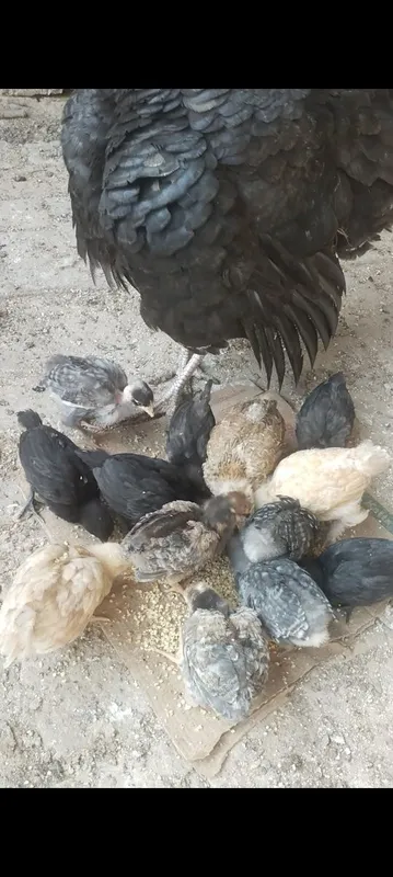 Продаются домашние цыплята — фото 1