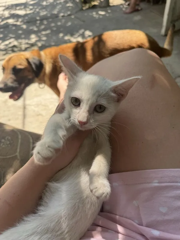 Котята простой породы