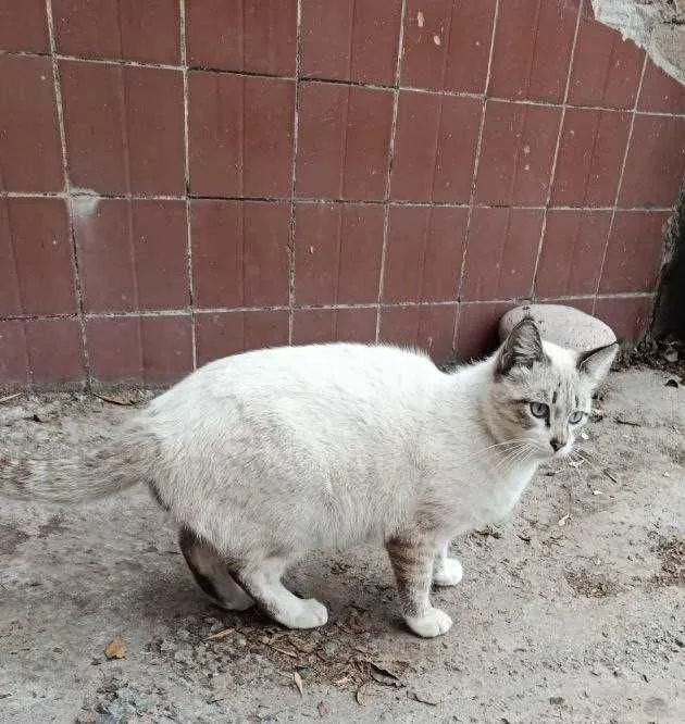 Кот, мальчик, 1.5 года — фото 1