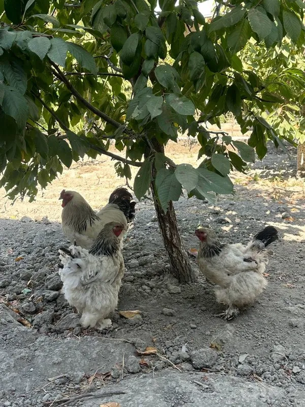 Продаются куры породы брама 3 Продаются куры породы брама 3
