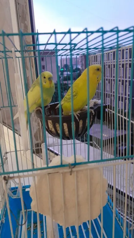Qushlar zoti kanareka 2