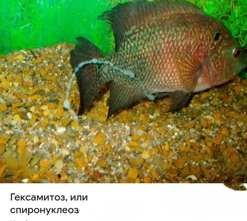 Лекарство для рыб. — фото 5
