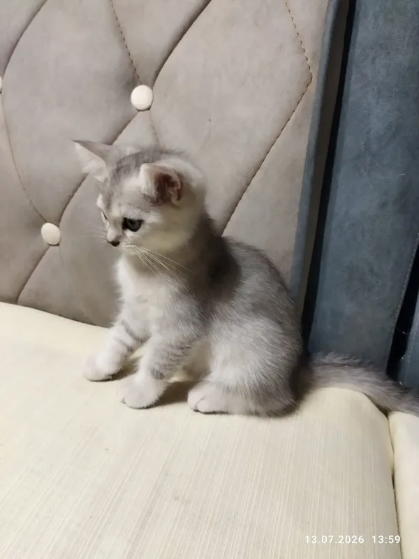 котята серебряная шиншилла 7 котята серебряная шиншилла 7