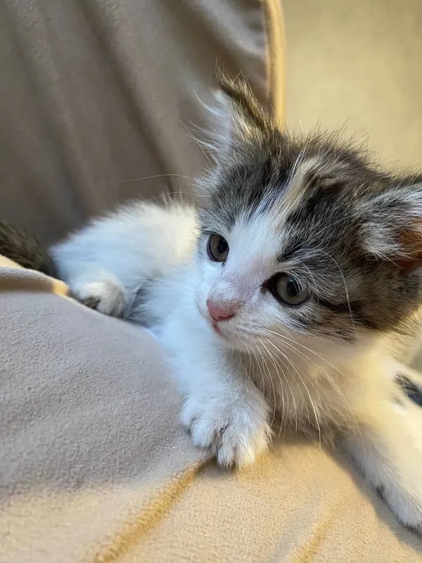 Котёнок домашний