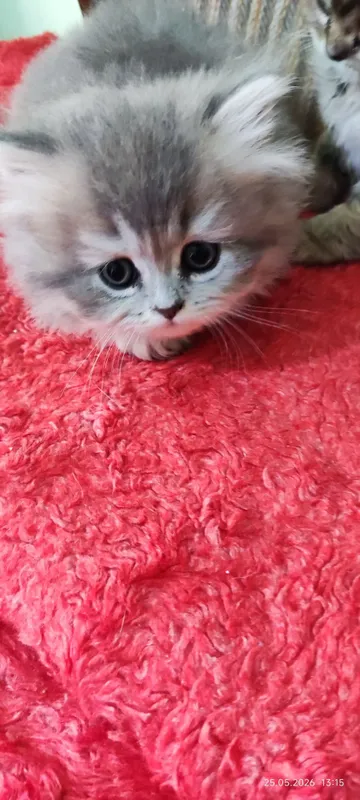Котята скотиш страйт — фото 1