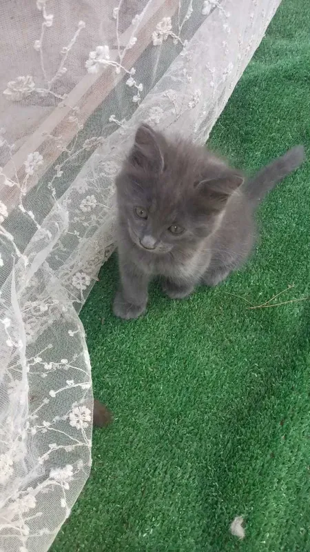 Продаются активных котёнка 2