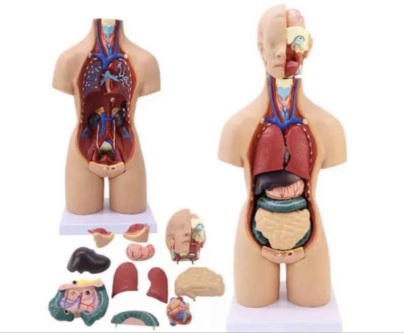 Анатомический ТОРС макет 85 см 19 частей.Anatomik Tors 85 sm 19 chasty — фото 1