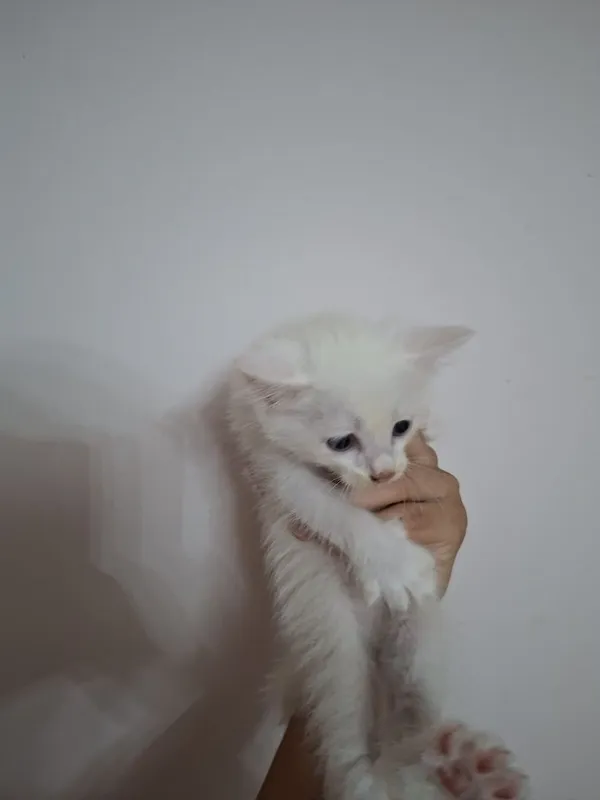 Отдам котят в хорошие руки бесплатно 2 Отдам котят в хорошие руки бесплатно 2