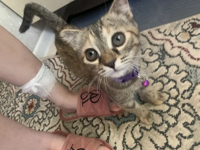 Кошка,отдам радом Кошка,отдам радом