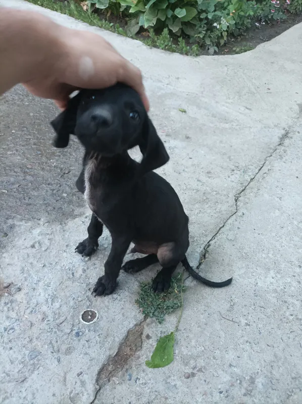 Spaniel охотник 150$ 4 Spaniel охотник 150$ 4