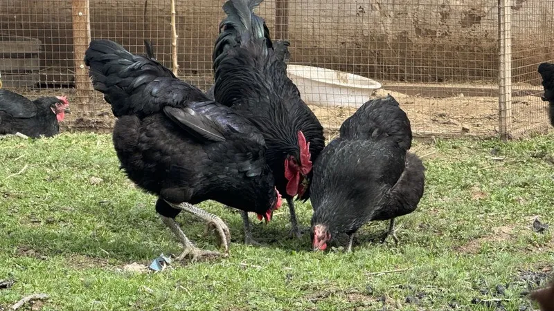 Qora shahzoda tuxumi. Ochtirishga — фото 3