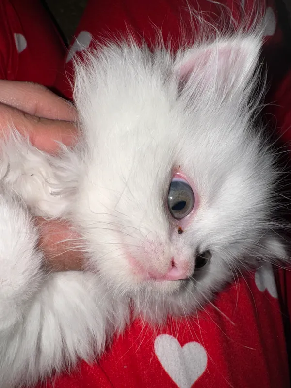 Кошка Кошка