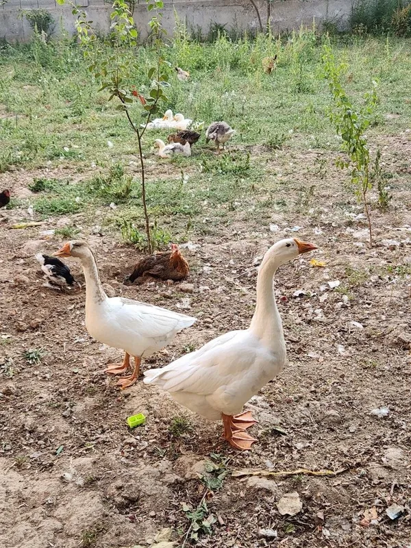 G'oz sotiladi. Erkak va ayol g'oz 1 G'oz sotiladi. Erkak va ayol g'oz 1